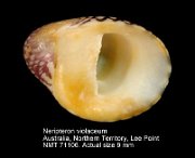 Neripteron violaceum (7)